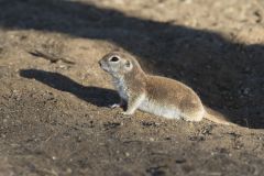 Round-tailed Ground Squirrel, Xerospermophilus tereticaudus