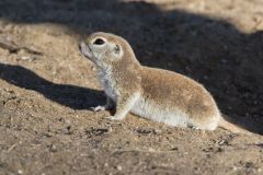 Round-tailed Ground Squirrel, Xerospermophilus tereticaudus