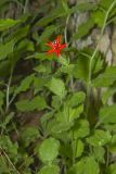Roundleaf Catchfly, Silene rotundifolia