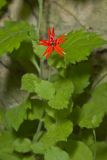 Roundleaf Catchfly, Silene rotundifolia