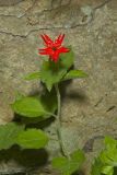 Roundleaf Catchfly, Silene rotundifolia