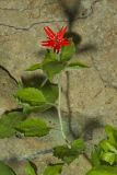 Roundleaf Catchfly, Silene rotundifolia