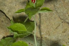 Roundleaf Catchfly