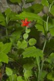 Roundleaf Catchfly, Silene rotundifolia