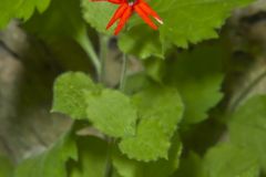 Roundleaf Catchfly, Silene rotundifolia