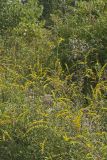 Roundleaf Goldenrod, Solidago patula