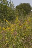 Roundleaf Goldenrod, Solidago patula