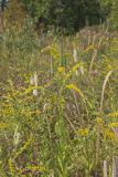 Roundleaf Goldenrod, Solidago patula
