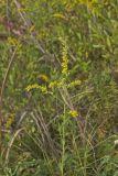 Roundleaf Goldenrod, Solidago patula
