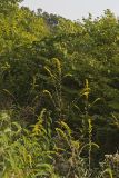 Roundleaf Goldenrod, Solidago patula