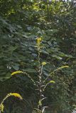 Roundleaf Goldenrod, Solidago patula