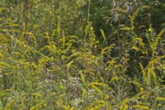Roundleaf Goldenrod, Solidago patula