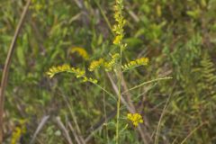 Roundleaf Goldenrod, Solidago patula
