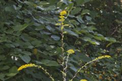Roundleaf Goldenrod, Solidago patula