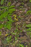 Roundleaf Ragwort, Packera obovata