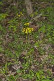 Roundleaf Ragwort, Packera obovata