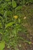 Roundleaf Ragwort, Packera obovata