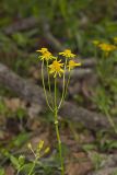 Roundleaf Ragwort, Packera obovata