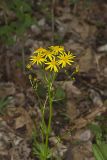 Roundleaf Ragwort, Packera obovata