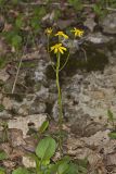 Roundleaf Ragwort, Packera obovata