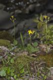 Roundleaf Ragwort, Packera obovata