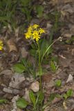 Roundleaf Ragwort, Packera obovata