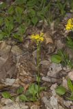 Roundleaf Ragwort, Packera obovata