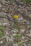 Roundleaf Ragwort, Packera obovata