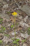 Roundleaf Ragwort, Packera obovata