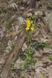 Roundleaf Ragwort, Packera obovata