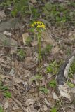 Roundleaf Ragwort, Packera obovata