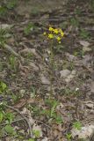 Roundleaf Ragwort, Packera obovata