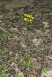 Roundleaf Ragwort, Packera obovata