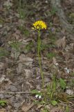 Roundleaf Ragwort, Packera obovata
