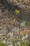 Roundleaf Ragwort, Packera obovata
