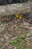 Roundleaf Ragwort, Packera obovata