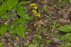 Roundleaf Ragwort, Packera obovata