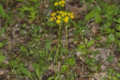 Roundleaf Ragwort, Packera obovata
