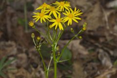 Roundleaf Ragwort, Packera obovata