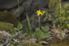 Roundleaf Ragwort, Packera obovata