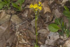 Roundleaf Ragwort, Packera obovata