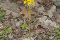 Roundleaf Ragwort, Packera obovata