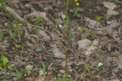 Roundleaf Ragwort, Packera obovata