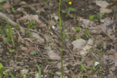 Roundleaf Ragwort, Packera obovata