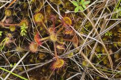 Roundleaf Sundew