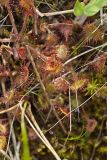 Roundleaf Sundew , Drosera rotundifolia