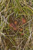 Roundleaf Sundew , Drosera rotundifolia
