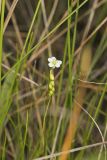Roundleaf Sundew , Drosera rotundifolia