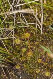 Roundleaf Sundew , Drosera rotundifolia