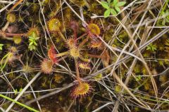 Roundleaf Sundew , Drosera rotundifolia